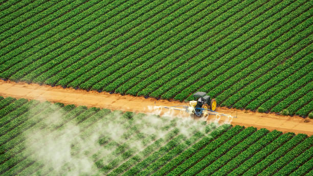 Best Termite Control Services  in Belton, TX