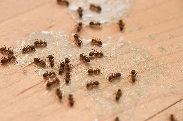 Best Pest Inspection Near Me  in Belton, TX