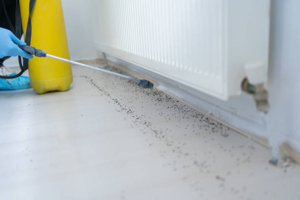 Best Residential Pest Control  in Belton, TX